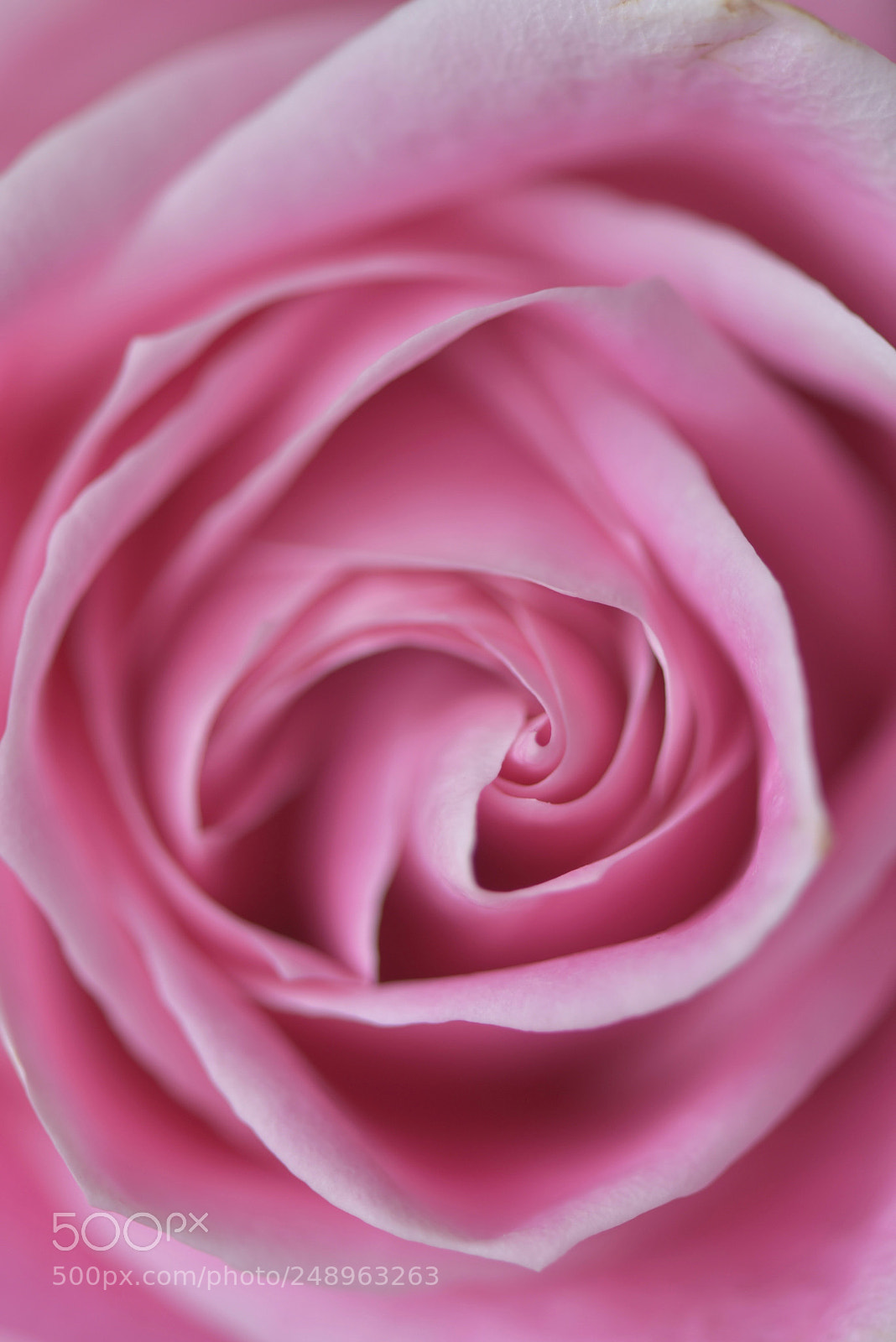 Nikon D810 sample photo. Untitled photography