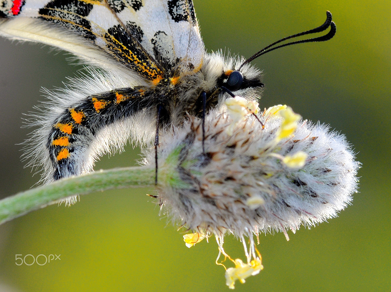 Nikon AF-S Micro-Nikkor 105mm F2.8G IF-ED VR sample photo. Butterfly photography