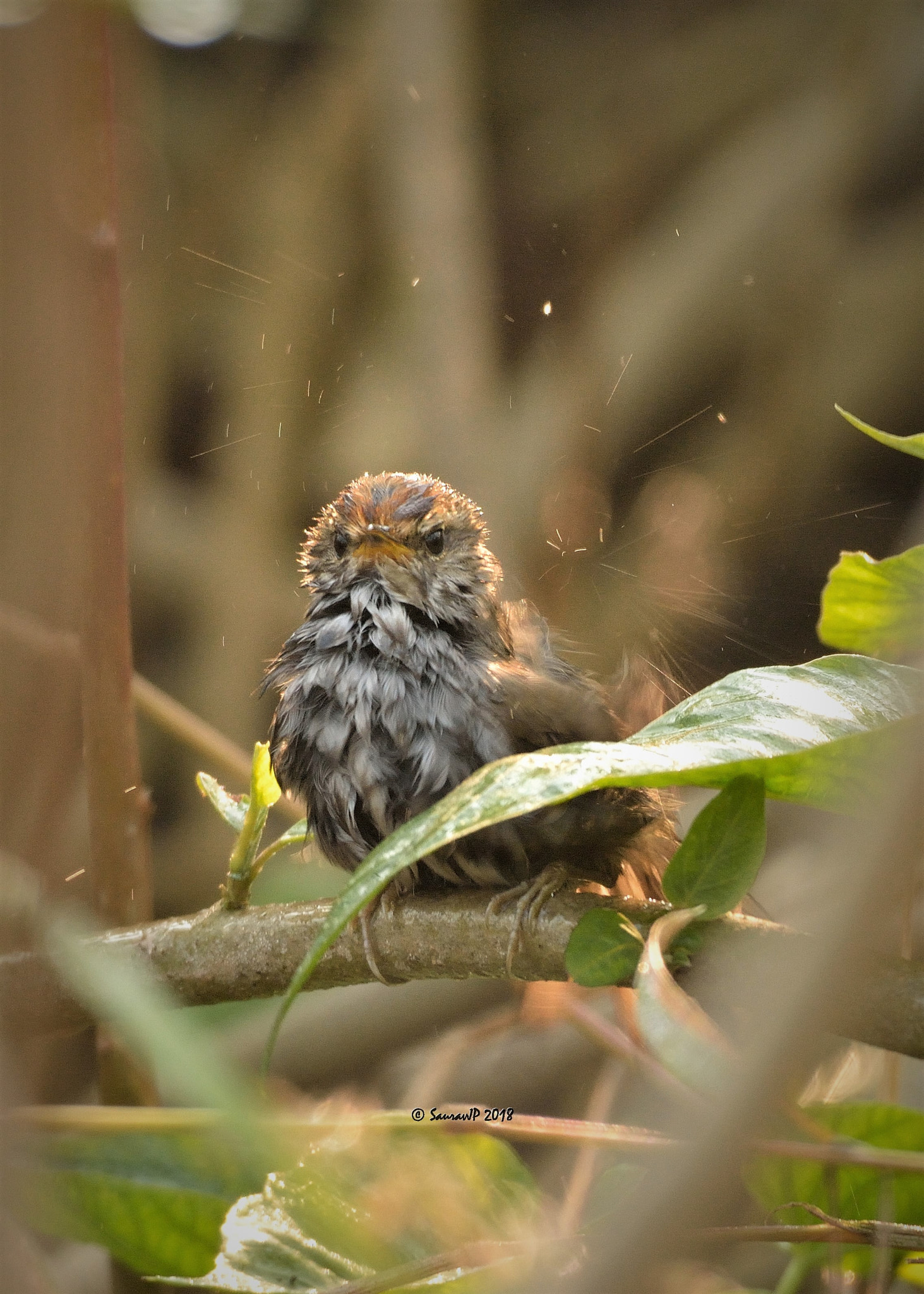 Nikon D7100 + Nikon AF-S Nikkor 200-500mm F5.6E ED VR sample photo. Grey-sided bush warbler photography