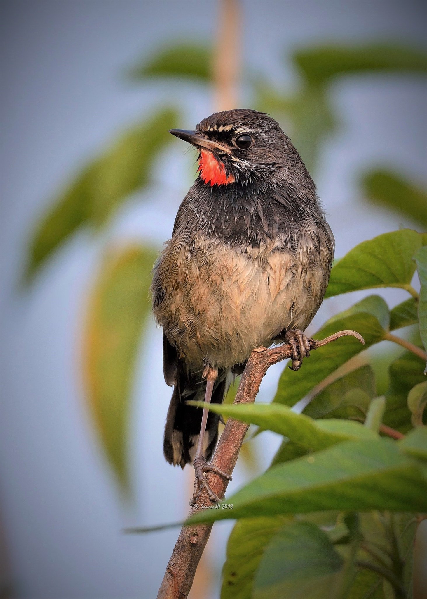 Nikon D7100 + Nikon AF-S Nikkor 200-500mm F5.6E ED VR sample photo. White-tailed rubythroat photography