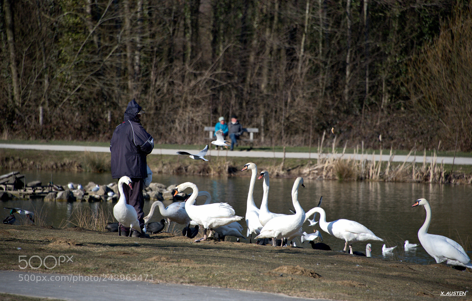 Nikon D750 sample photo. Swans with a man photography