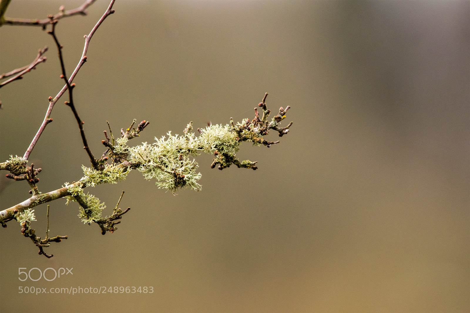 Nikon D3300 sample photo. Moss photography