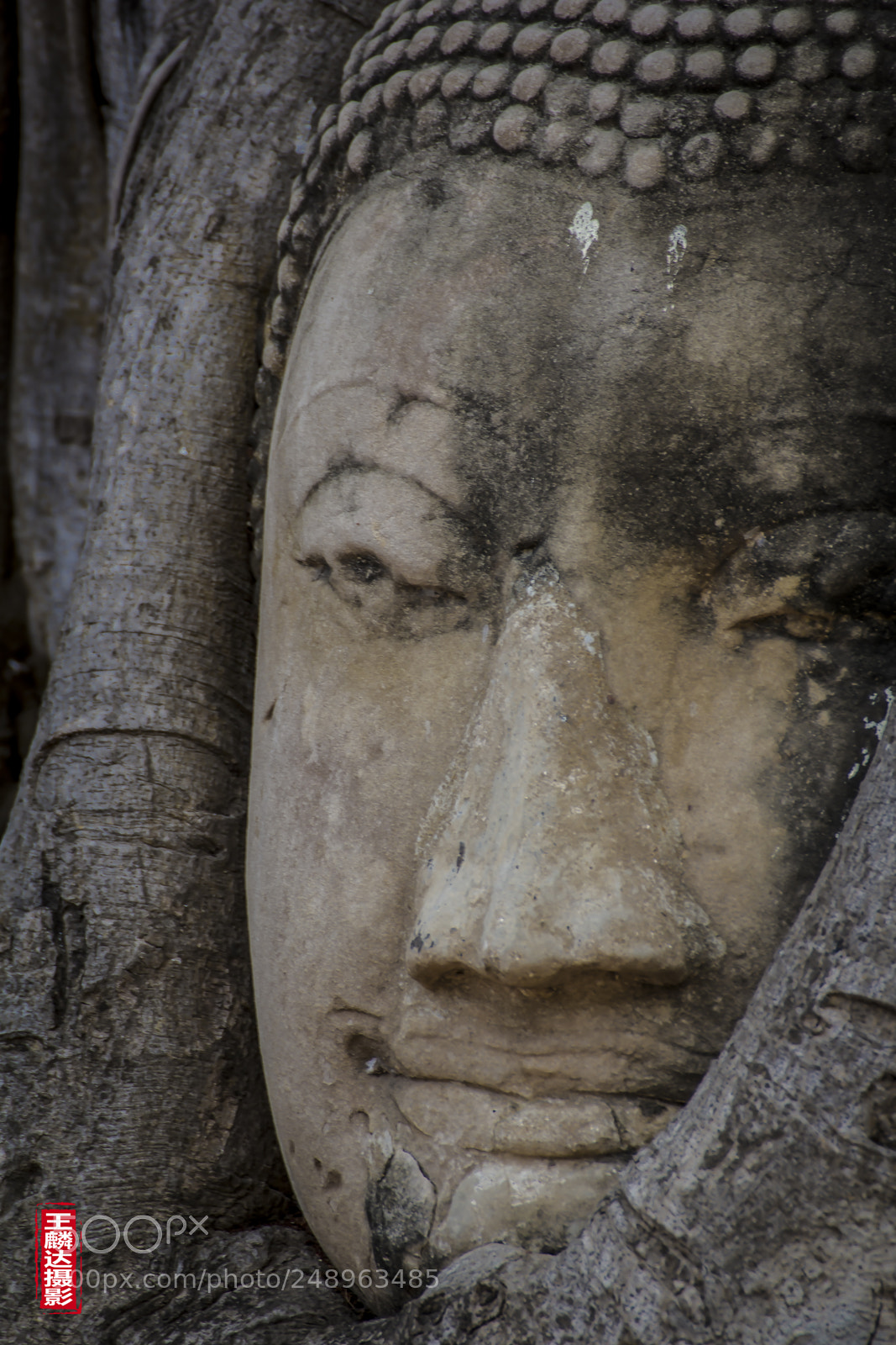 Canon EOS 60D sample photo. Head in the tree photography