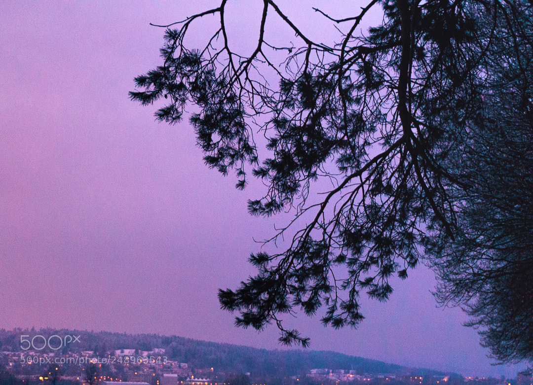 Sony Alpha a5000 (ILCE 5000) sample photo. Woodland. photography