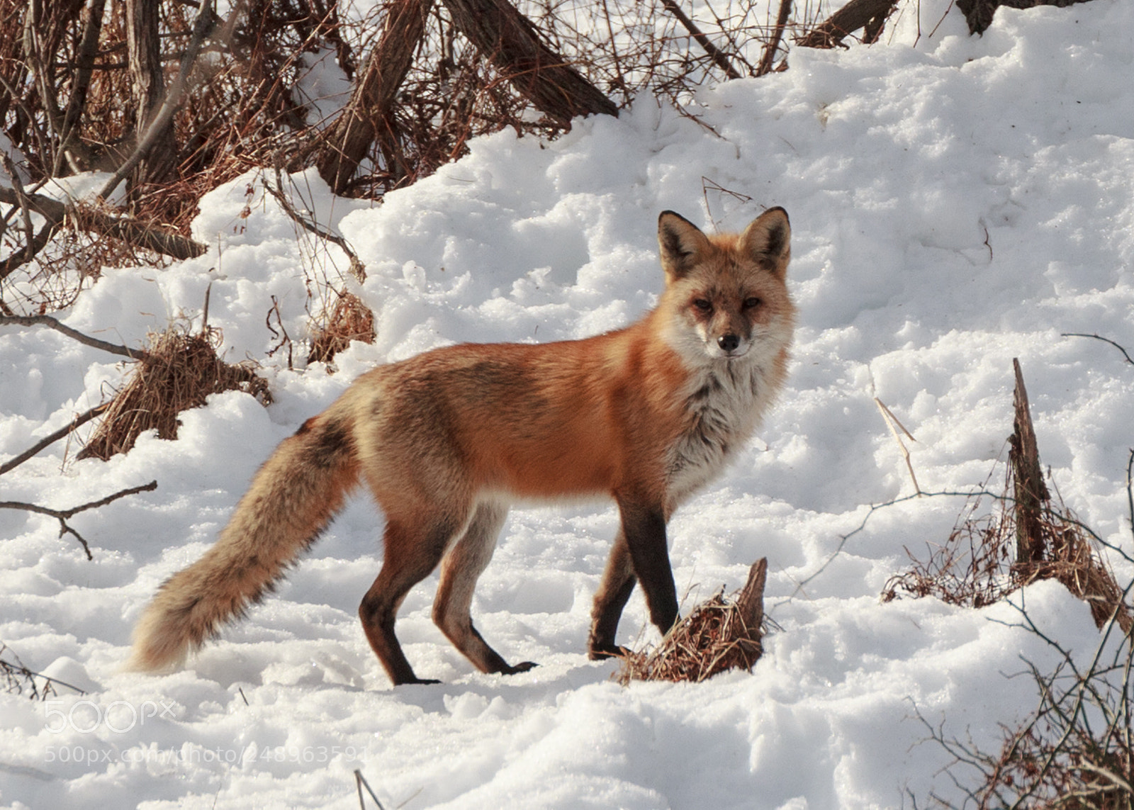 Canon EOS 60D sample photo. Fox photography