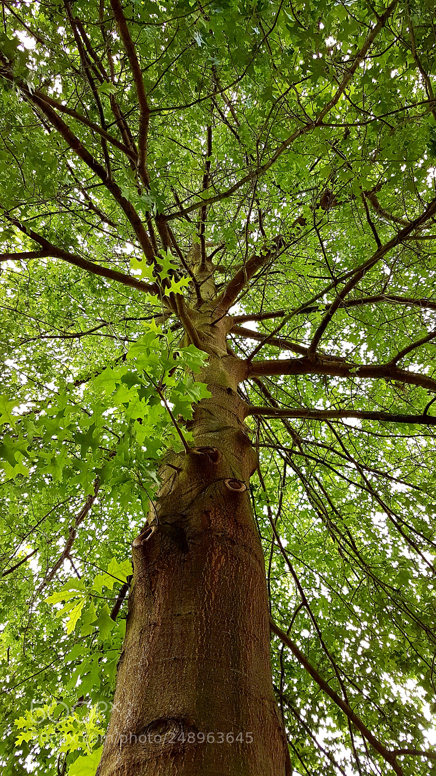 Samsung Galaxy S7 Edge sample photo. Untitled photography