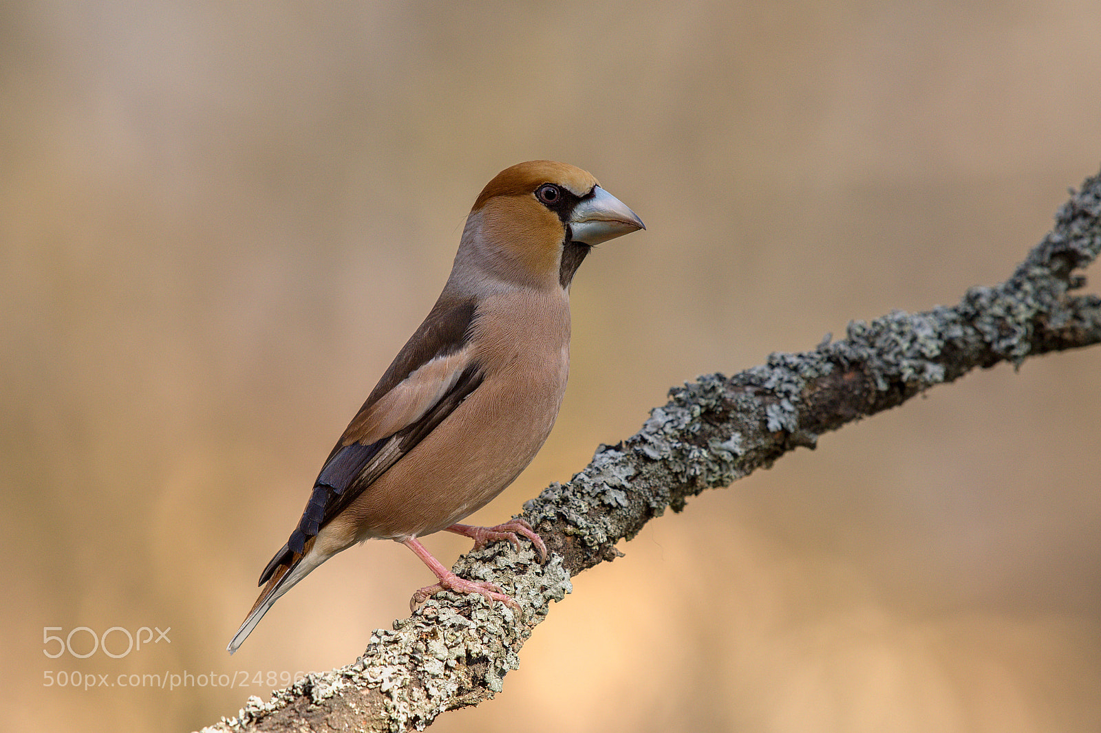 Nikon D500 sample photo. Hawfinch photography