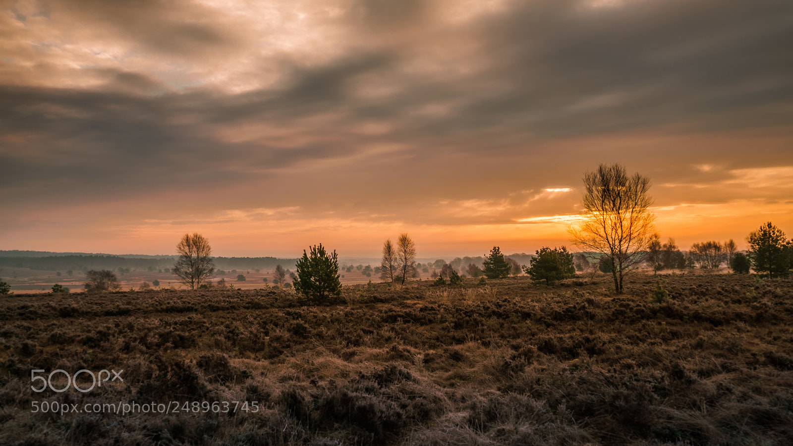 Sony a7R II sample photo. Morning in the heathland photography