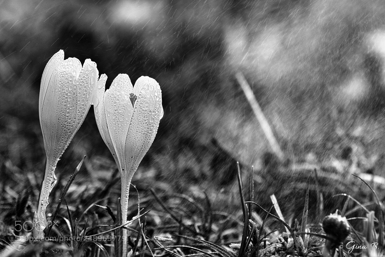 Nikon D3300 sample photo. Spring rain photography