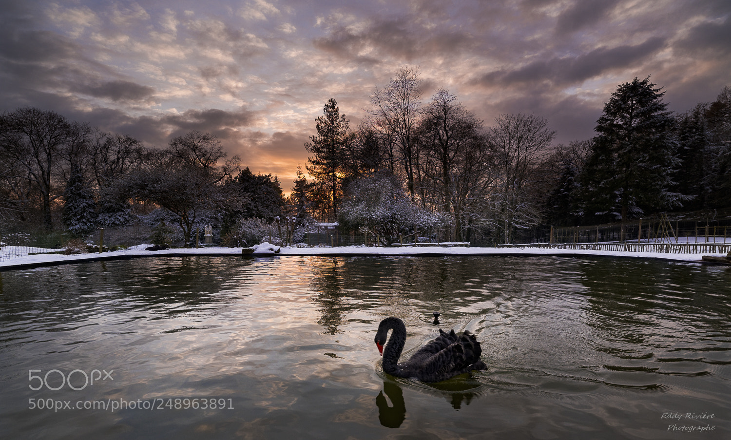 Nikon D810 sample photo. Black swan photography