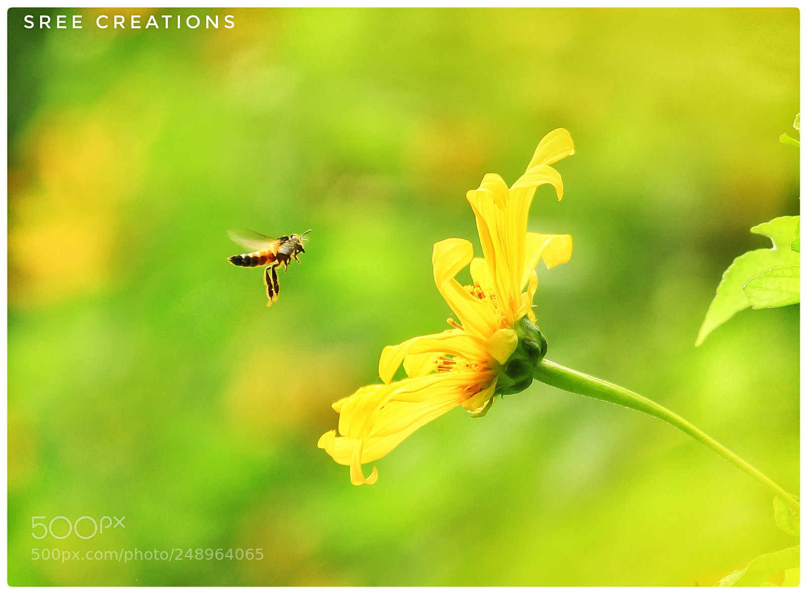 Canon EOS 700D (EOS Rebel T5i / EOS Kiss X7i) sample photo. Untitled photography