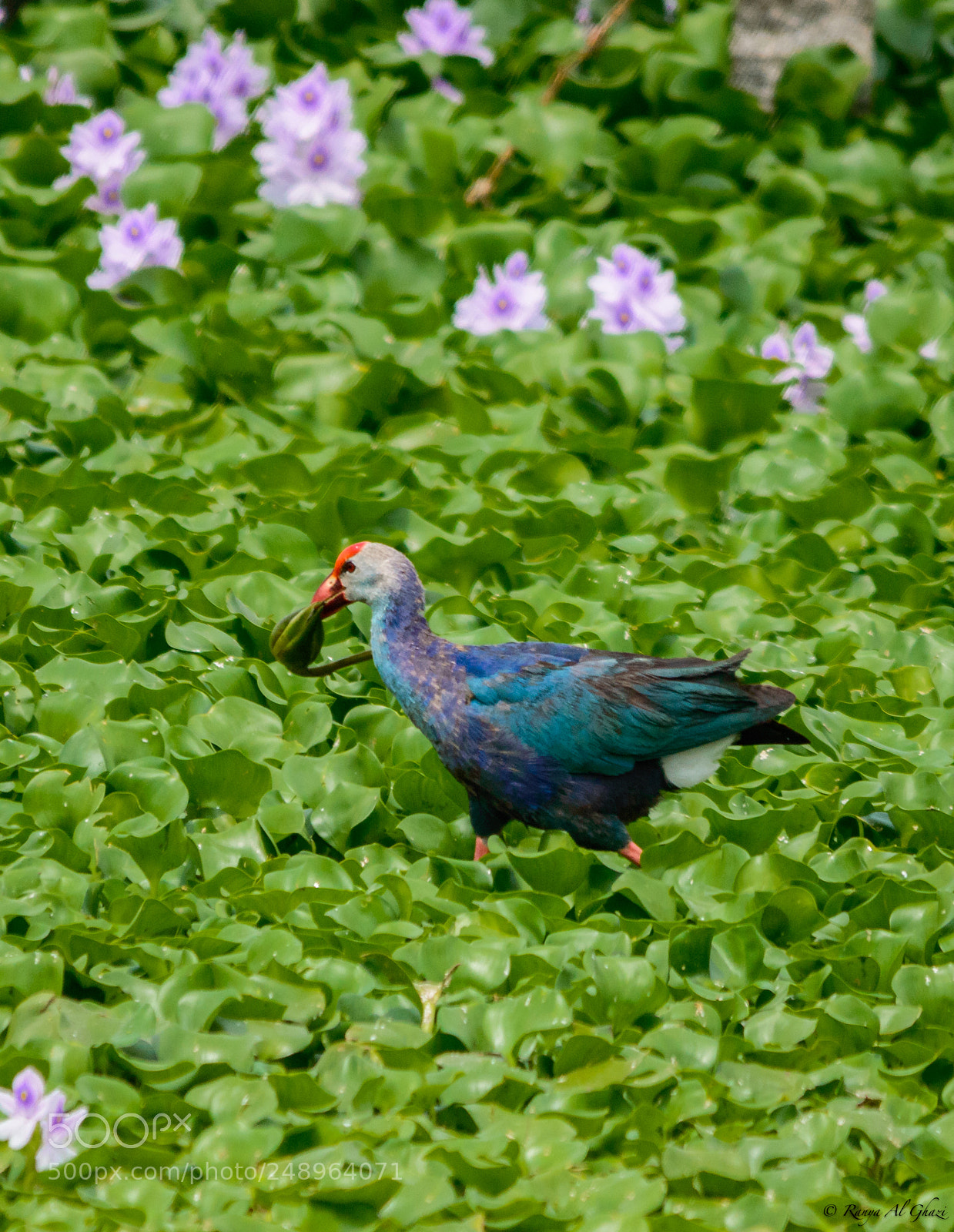 Nikon D3200 sample photo. Purple moorhen photography