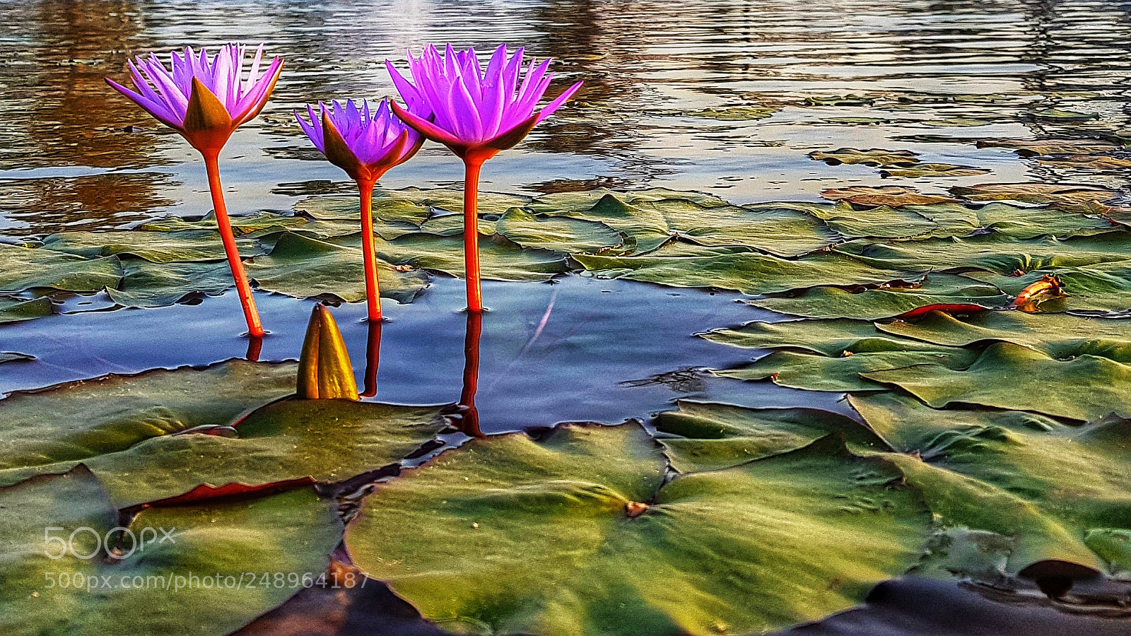 Samsung Galaxy S8+ sample photo. Dubai park photography