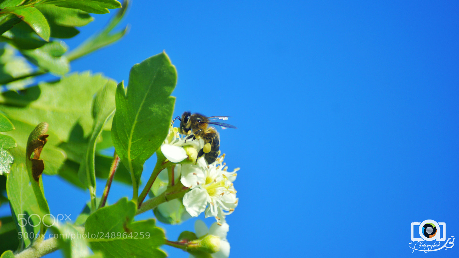 Sony SLT-A77 sample photo. Bee of the spring photography