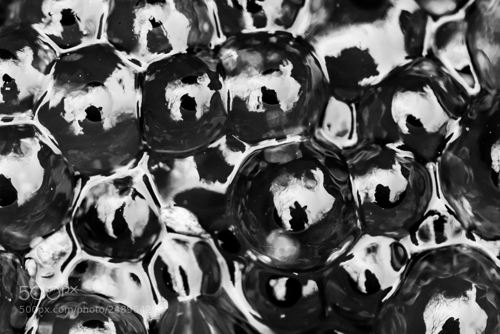 Nikon D810 sample photo. Frog spawn photography
