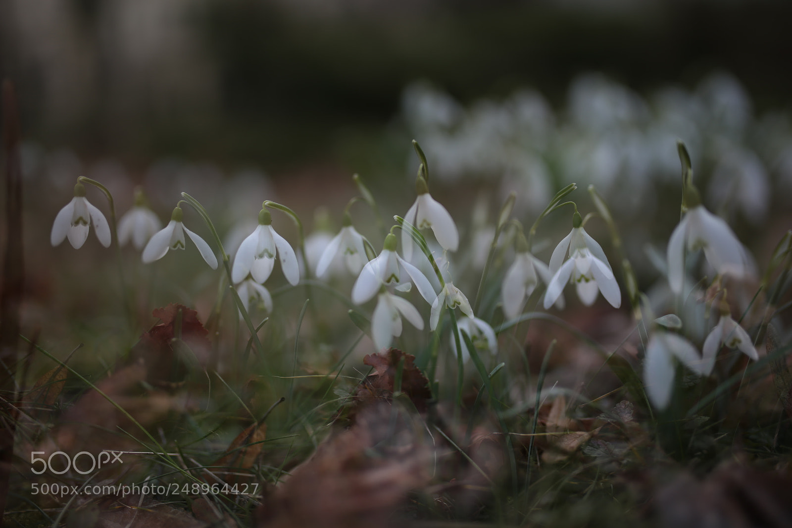 Sigma 35mm F1.4 DG HSM Art sample photo. Snowdrops photography