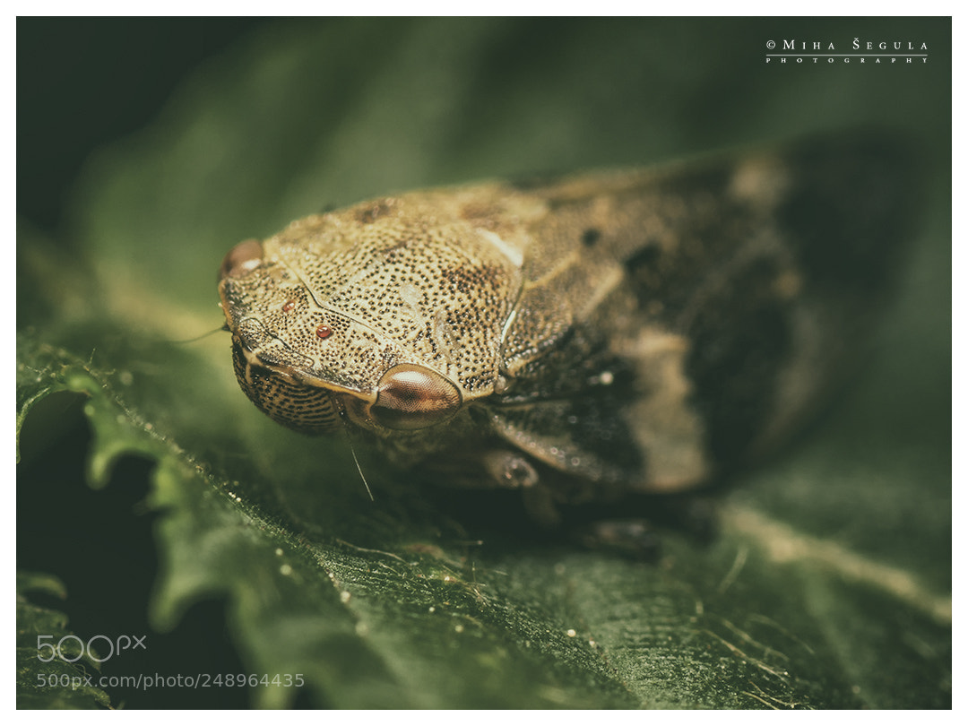 Nikon D7100 sample photo. (658) photography