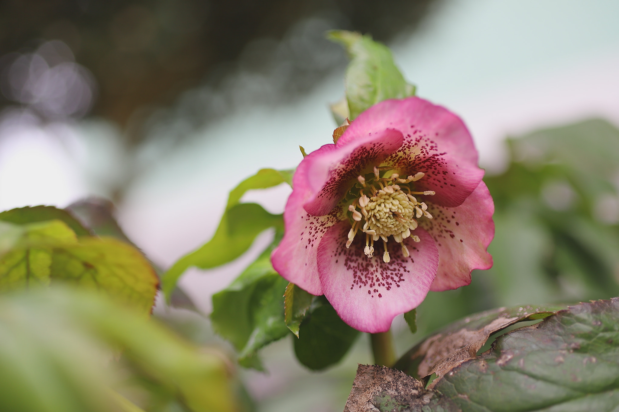 Canon EOS 6D Mark II + Canon EF 50mm F2.5 Macro sample photo