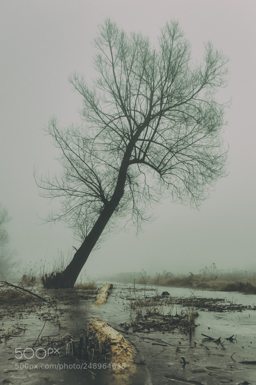 Canon EOS 80D sample photo. Frosty misty morning photography