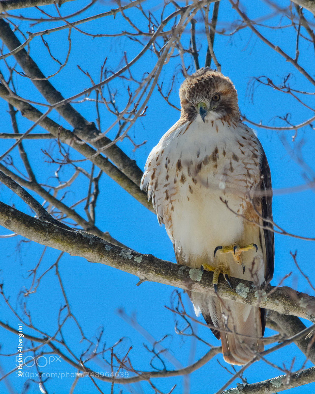 Nikon D7100 sample photo. Hokey pokey hawk photography