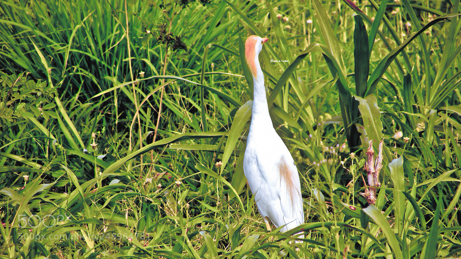 Canon PowerShot SX400 IS sample photo. Img photography