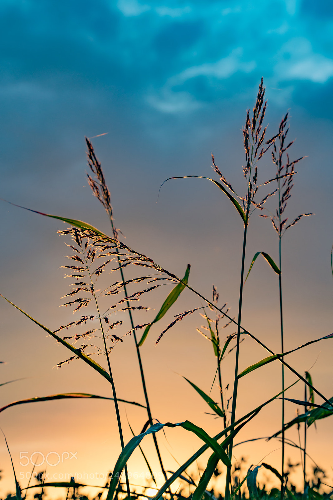 Nikon D5300 sample photo. Up to the sky photography