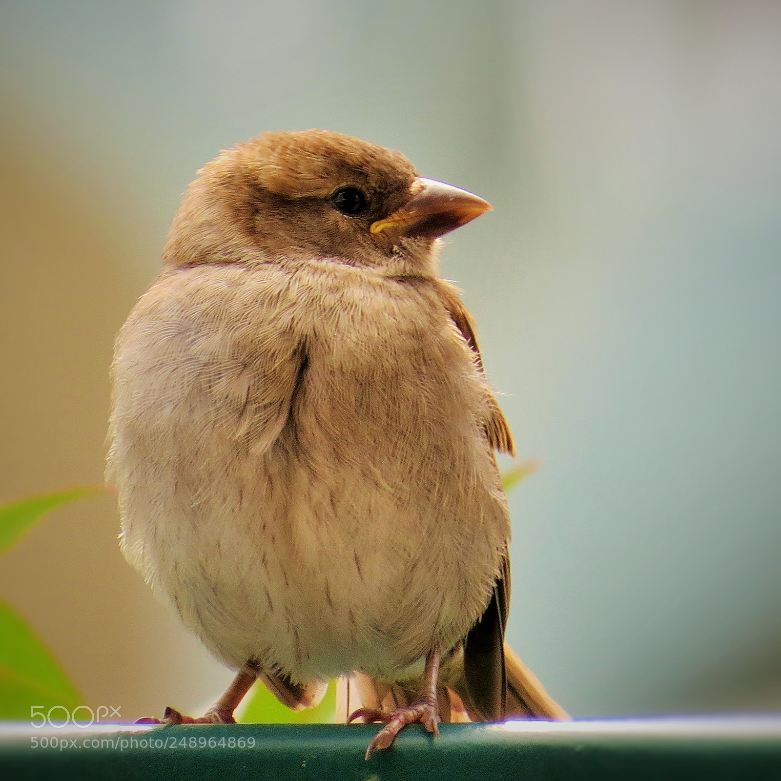 Canon PowerShot SX50 HS sample photo. Brownish sparrow () photography