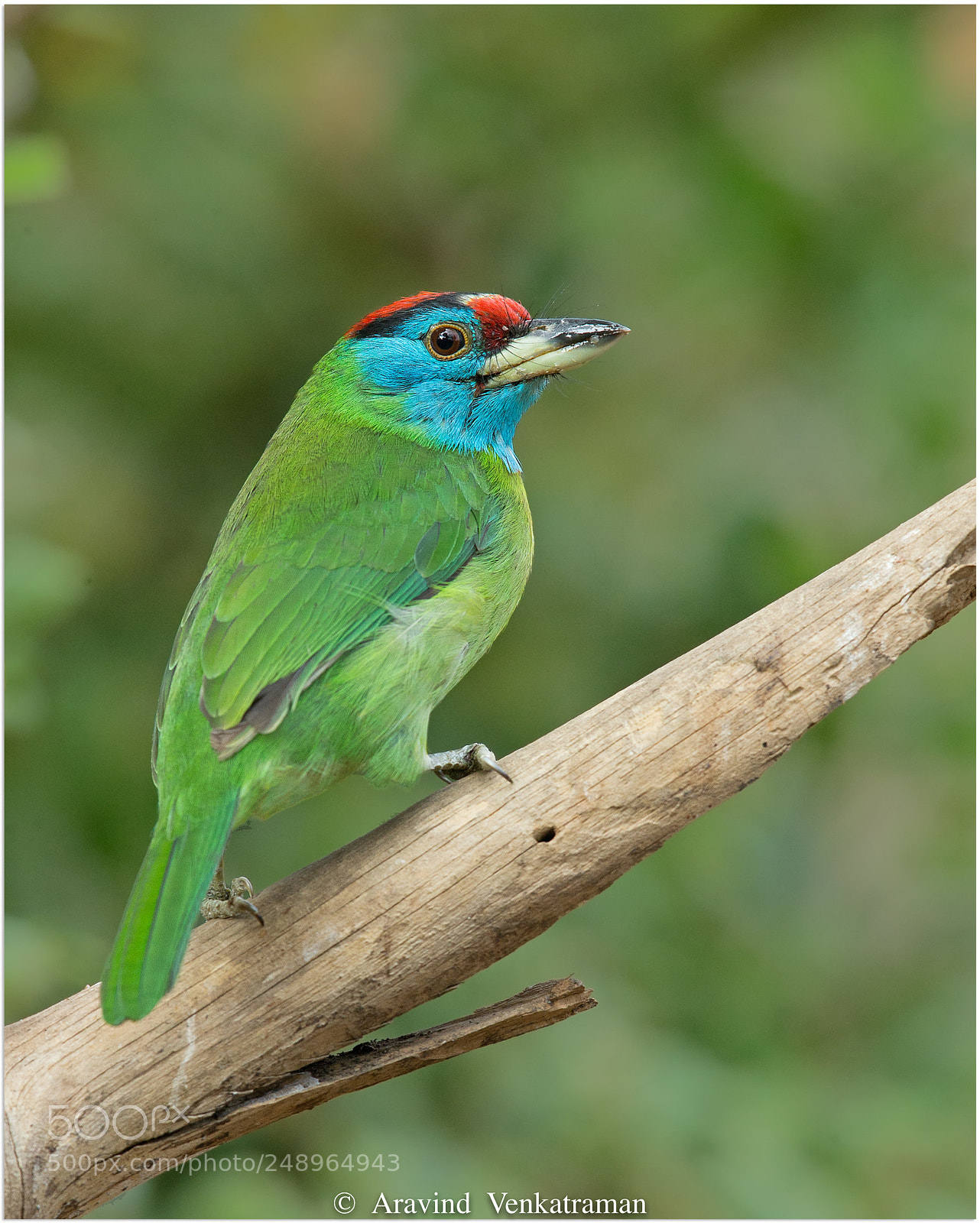 Canon EOS-1D X sample photo. Blue throated barbet photography