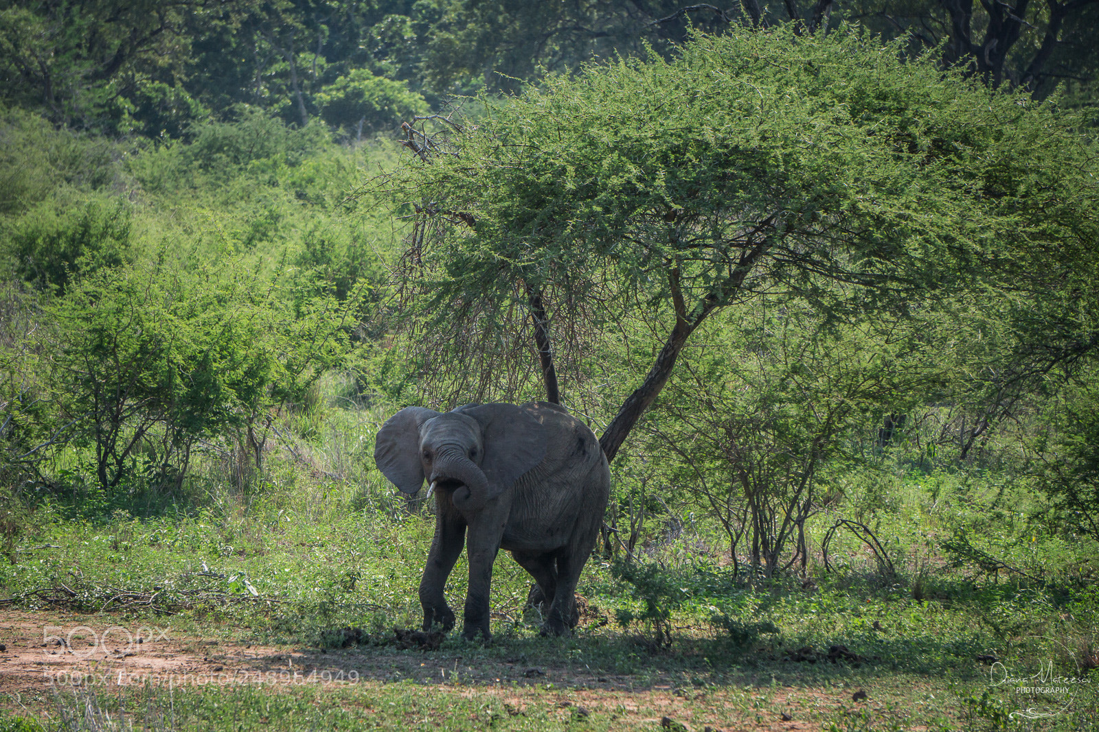 Sony a6000 sample photo. Elephant life ii photography