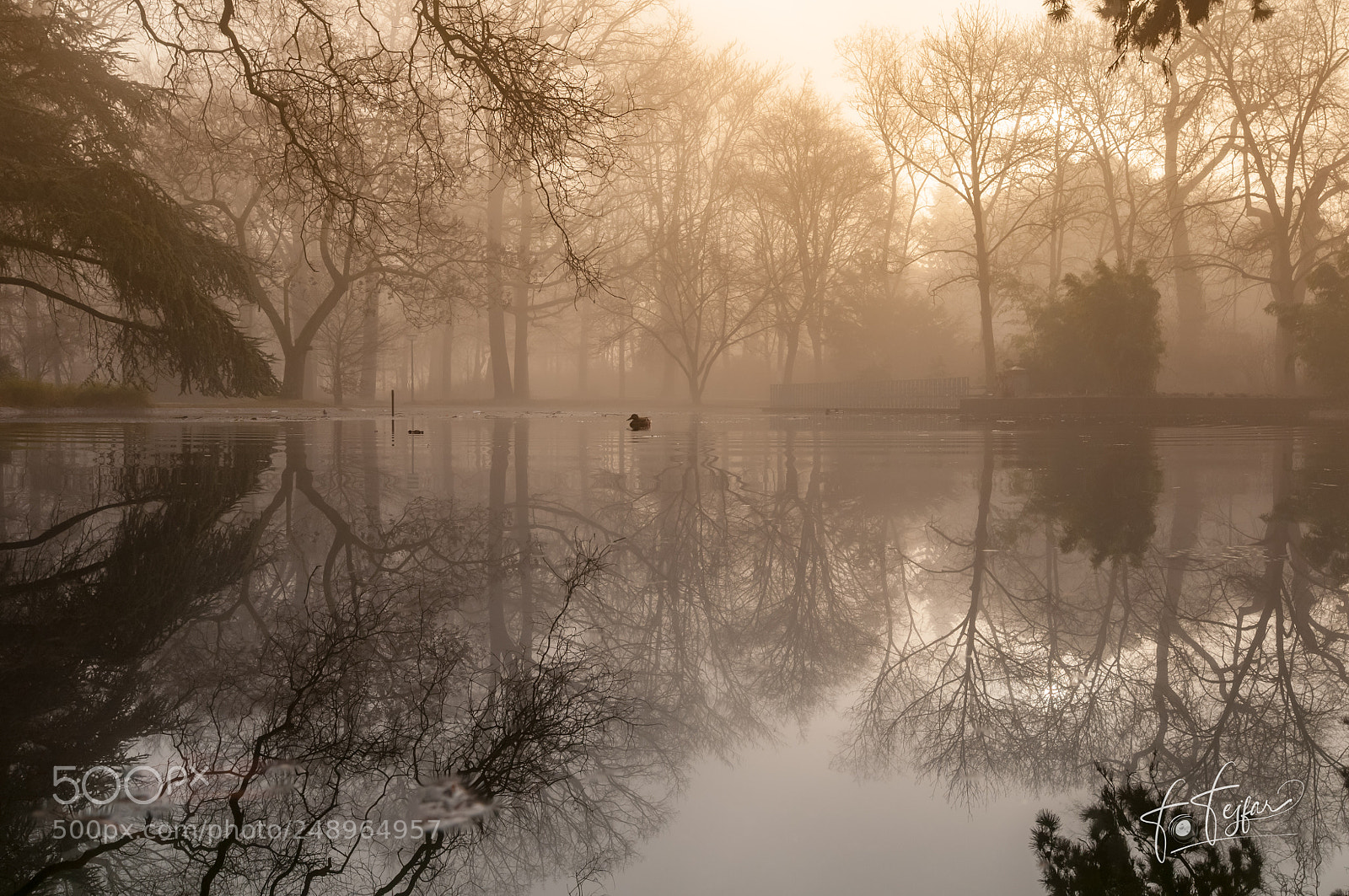 Nikon D300 sample photo. Fog meets sunrise photography