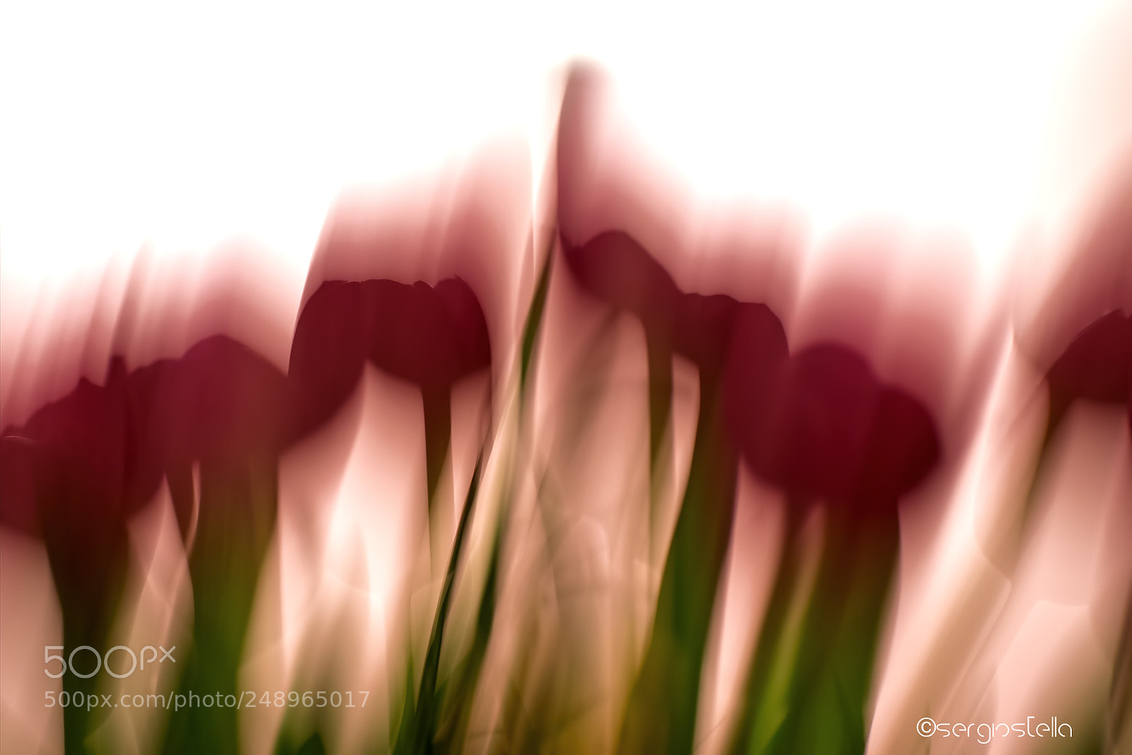 Nikon D610 sample photo. Tulips______ photography