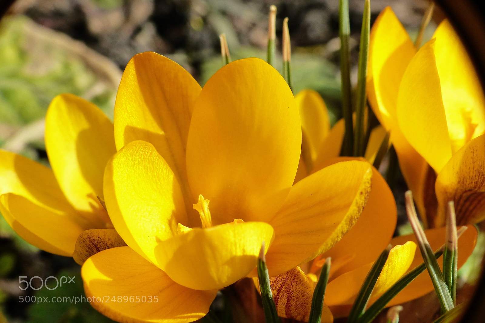 Panasonic Lumix DMC-FZ200 sample photo. Spring 2018 photography