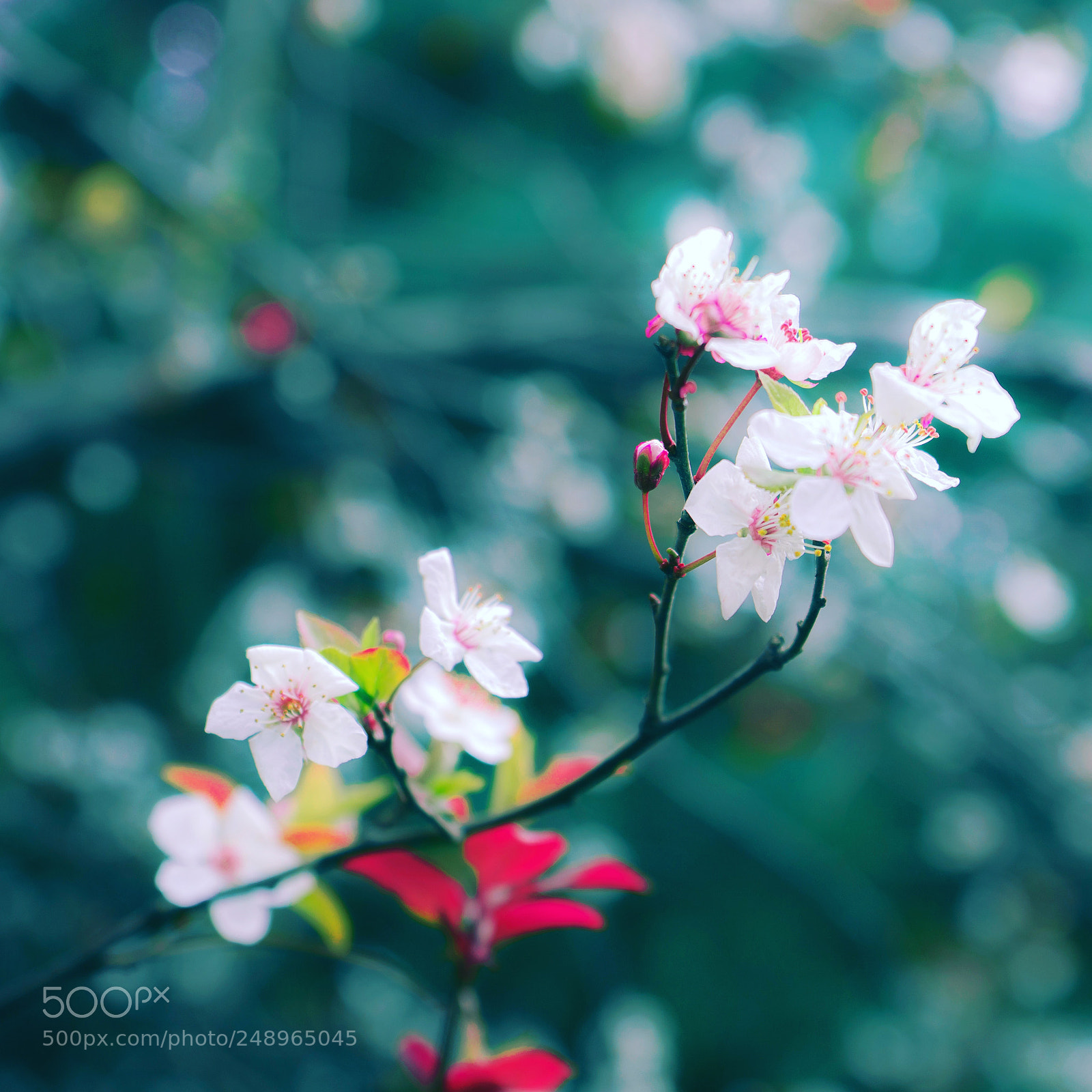 Sony a7 II sample photo. Spring is coming photography