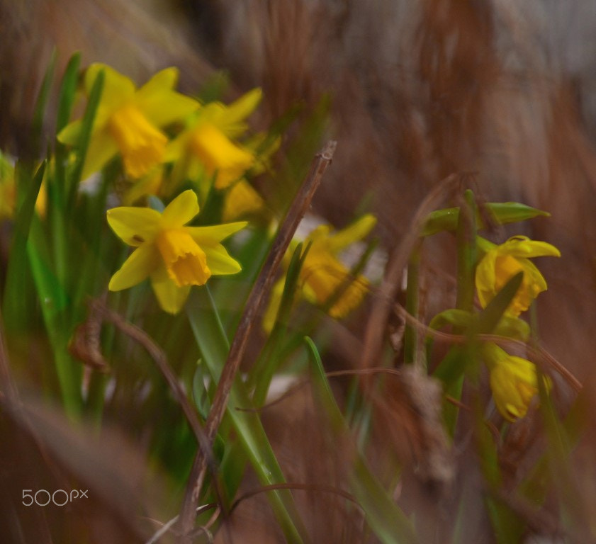 Nikon AF-Nikkor 80-200mm F2.8D ED sample photo. Between the past photography