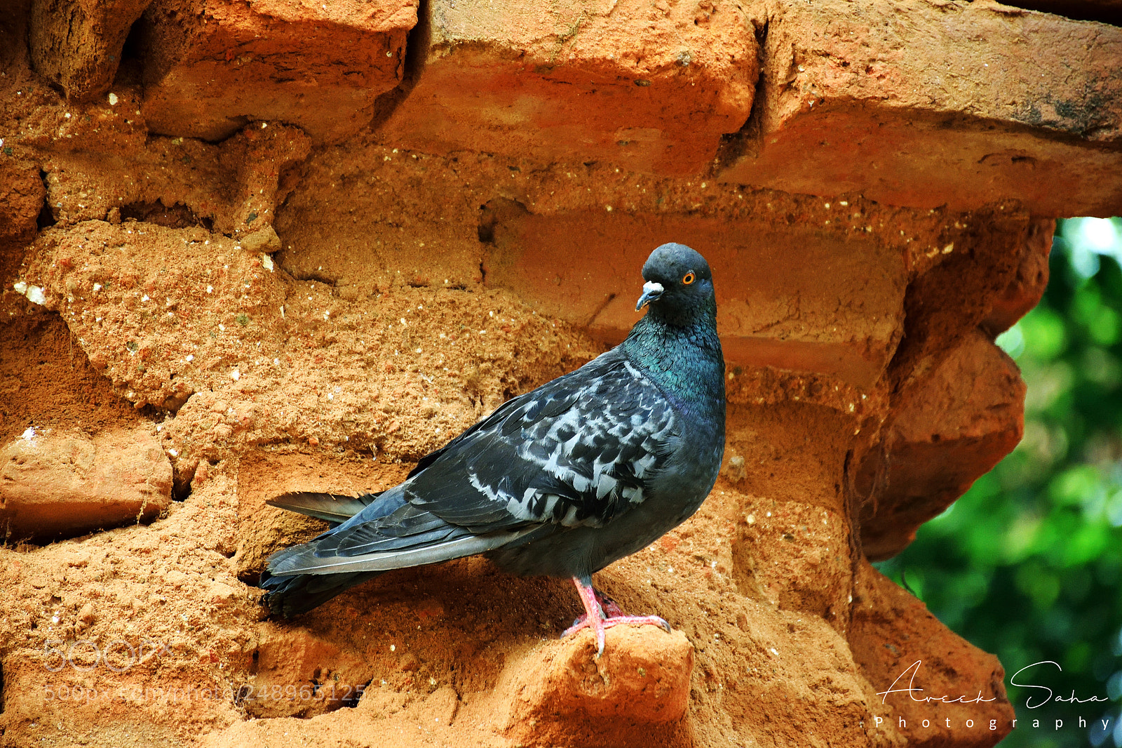 Nikon D5300 sample photo. Pigeon photography