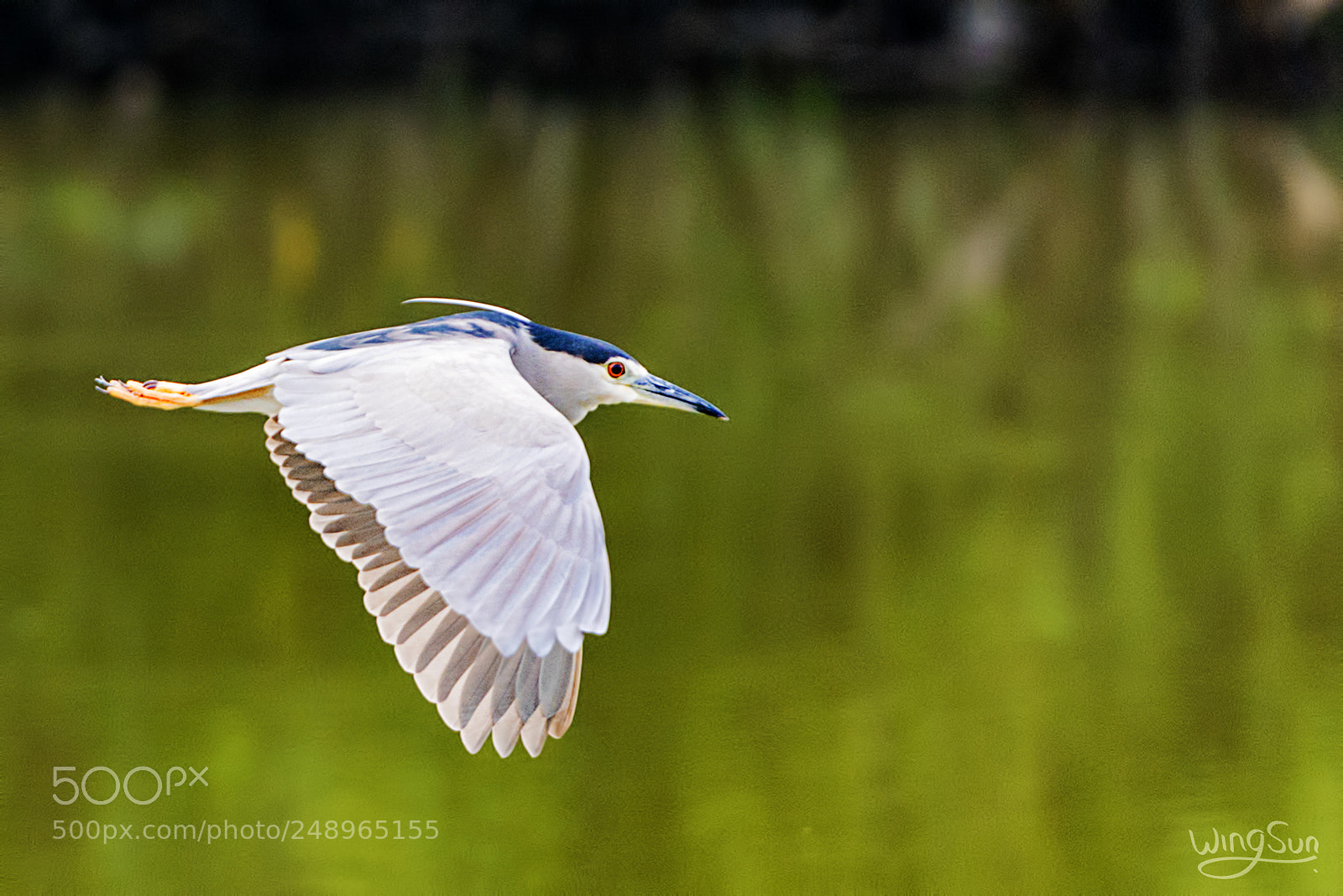 Nikon D800 sample photo. The blue bird photography