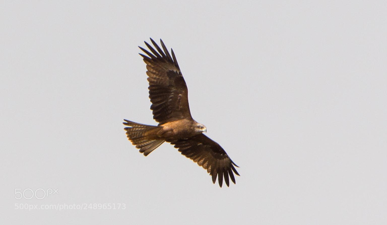 Nikon D7200 sample photo. Eagle in the sky photography