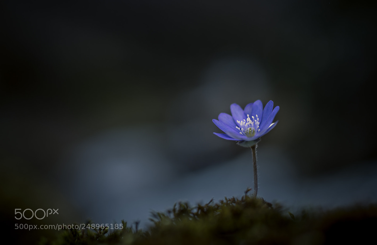Nikon D7200 sample photo. Anémone photography