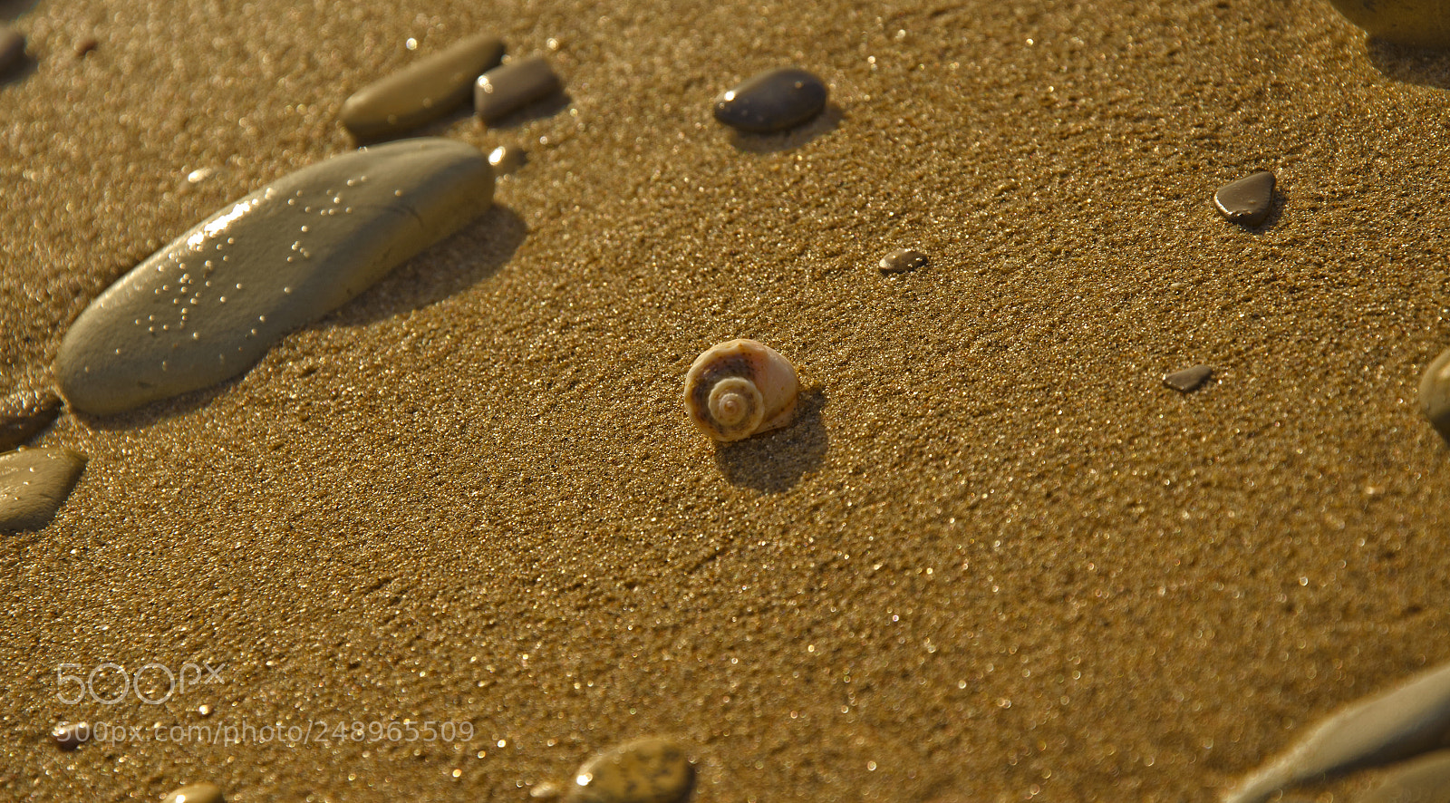 Nikon D7000 sample photo. Seashell photography