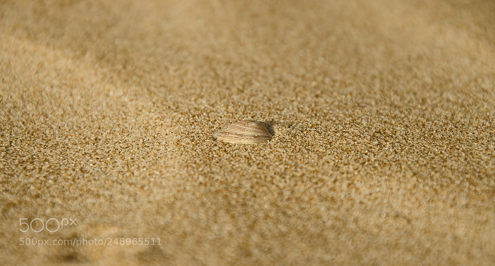 Nikon D7000 sample photo. Seashell photography