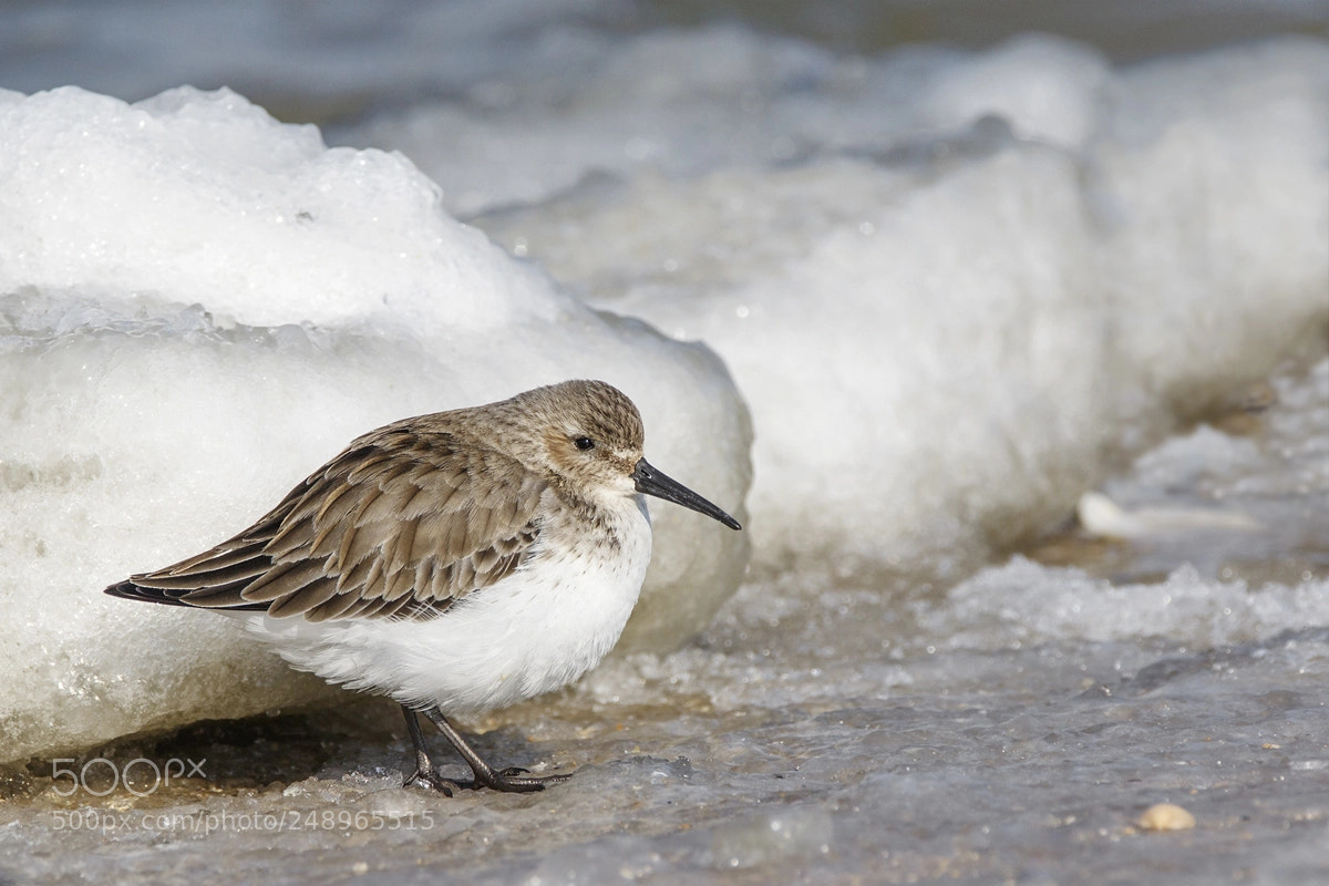 Canon EOS 7D Mark II sample photo. Dunlin photography