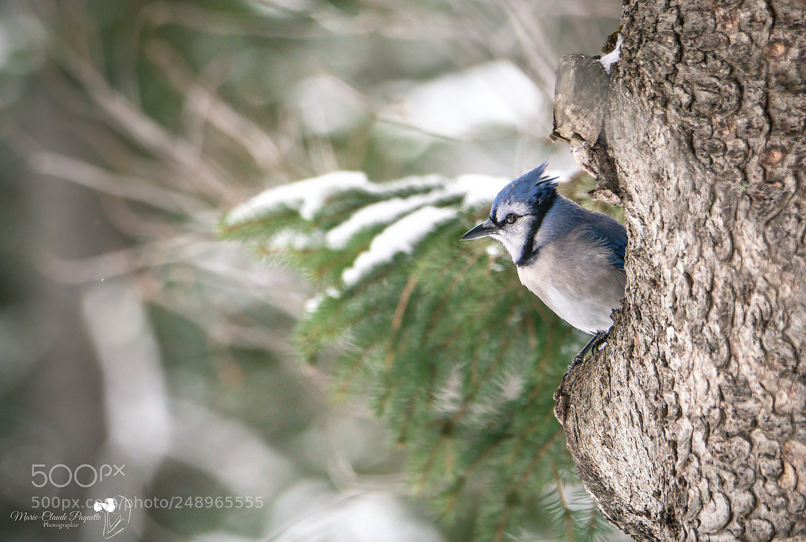 Nikon D500 sample photo. Gaie bleu photography