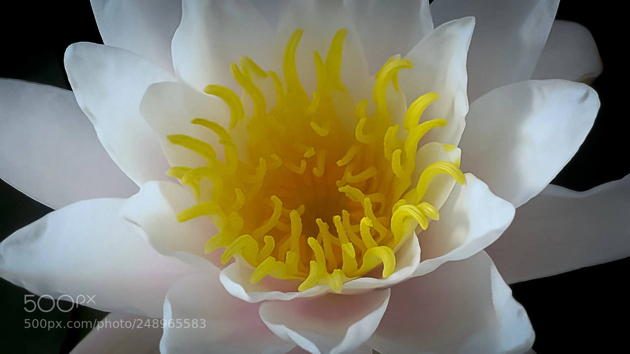 Canon EOS 1000D (EOS Digital Rebel XS / EOS Kiss F) sample photo. Water lily photography