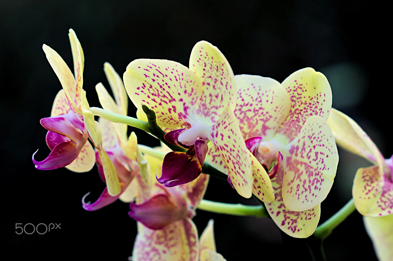 Canon EF 100mm F2.8 Macro USM sample photo. Orchids photography