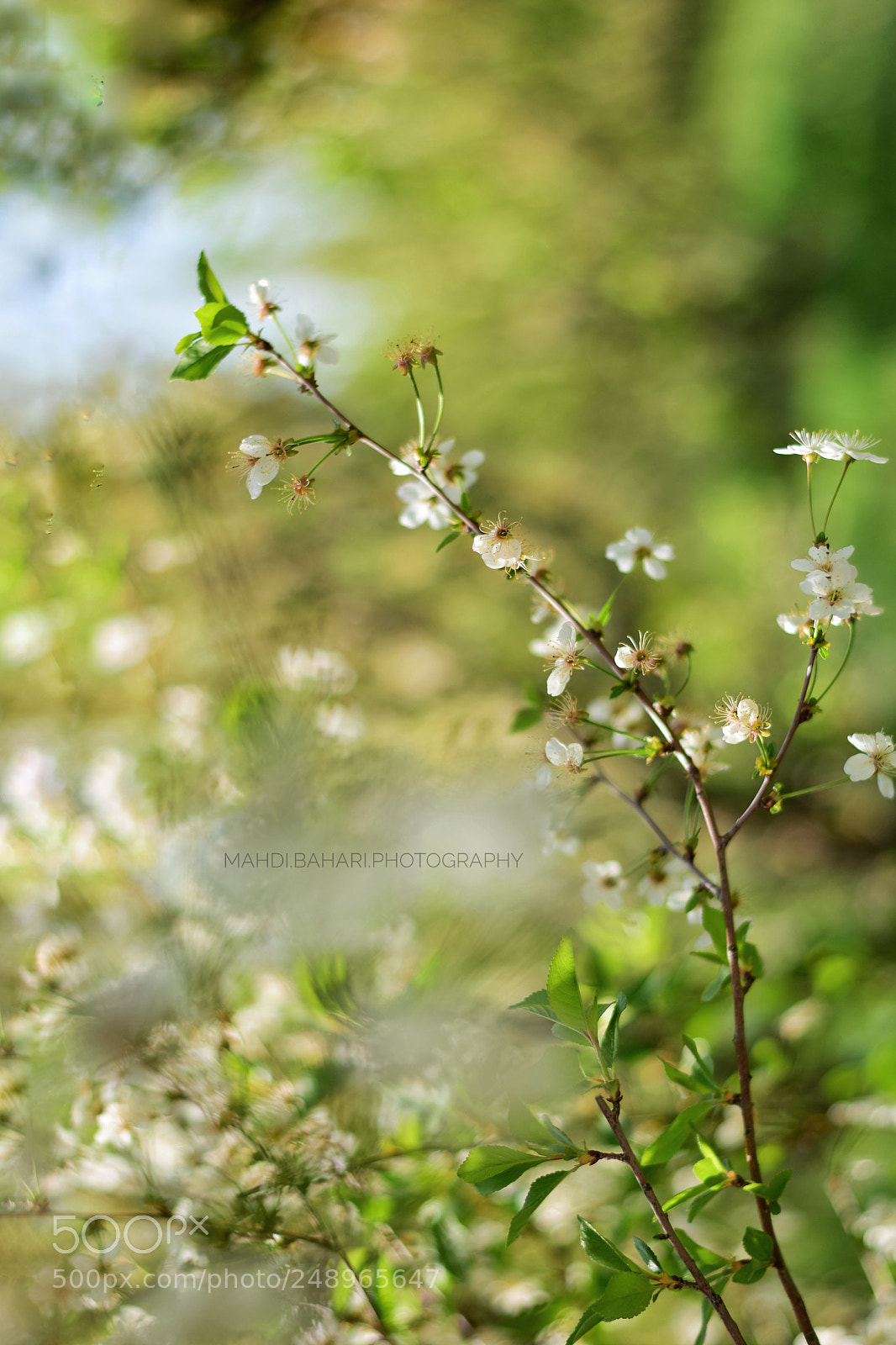 Nikon D5300 sample photo. Untitled photography