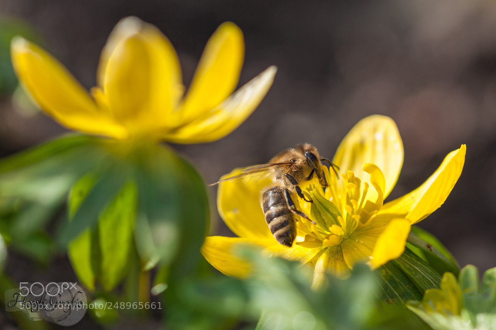 Canon EOS 50D sample photo. Biene auf einem winterling. photography