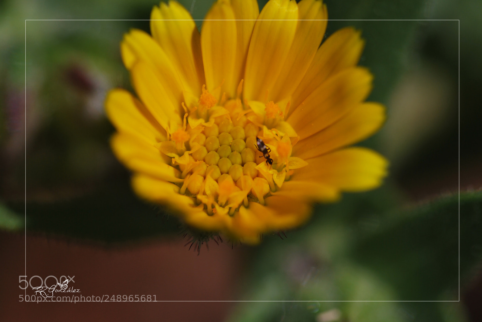 Nikon D60 sample photo. Untitled photography