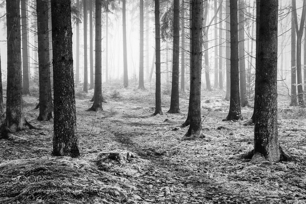 Canon EOS 60D sample photo. In the forest photography