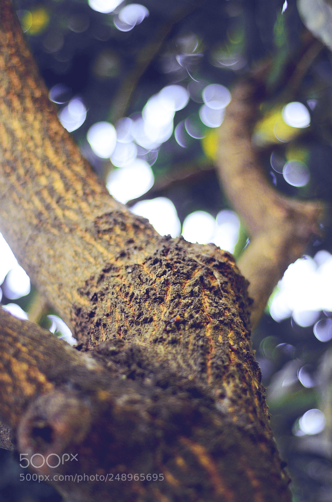 Nikon D7000 sample photo. Shining eternally photography