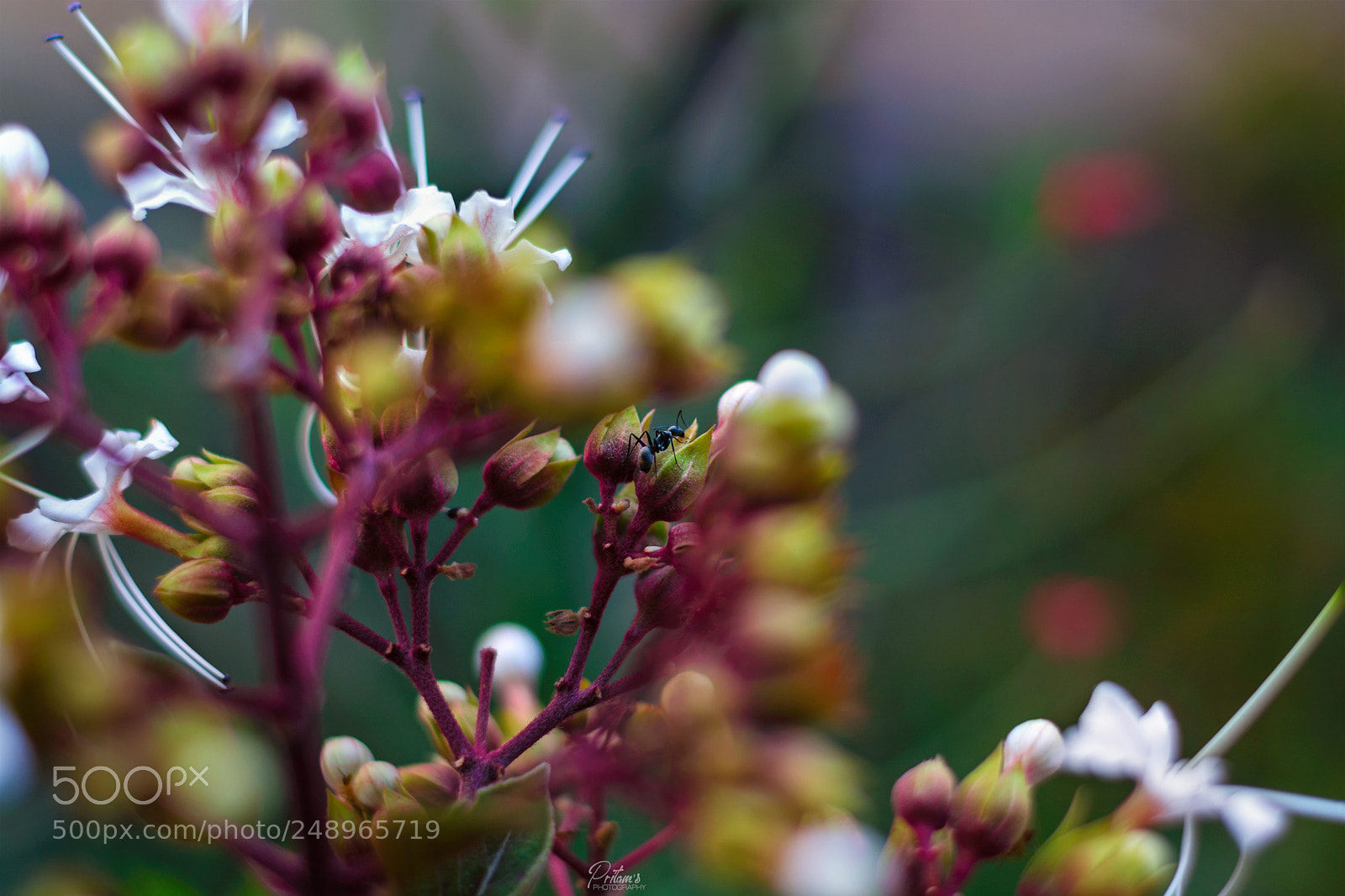 Nikon D7100 sample photo. Ant photography